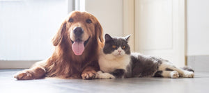 Home page - PawPals.dk