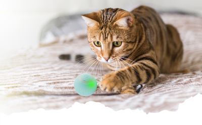 PawPals.dk PawPals Interaktive kattebold